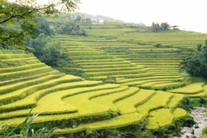 Rizières Vietnam