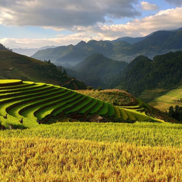 Vietnam rizières