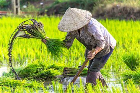culture rizières